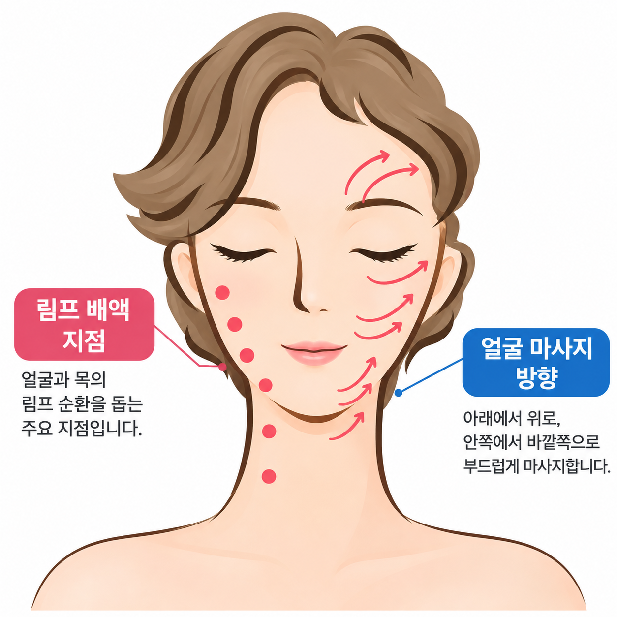 피부 진피층 콜라겐 구조, 자외선 광노화 메커니즘, 얼굴 림프 순환