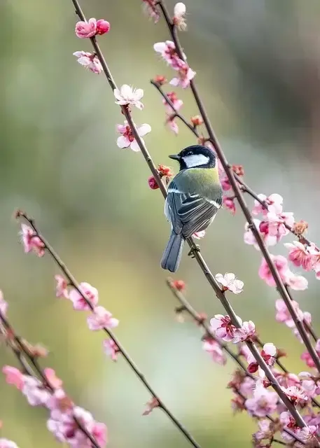 원동 매화축제기간 기차