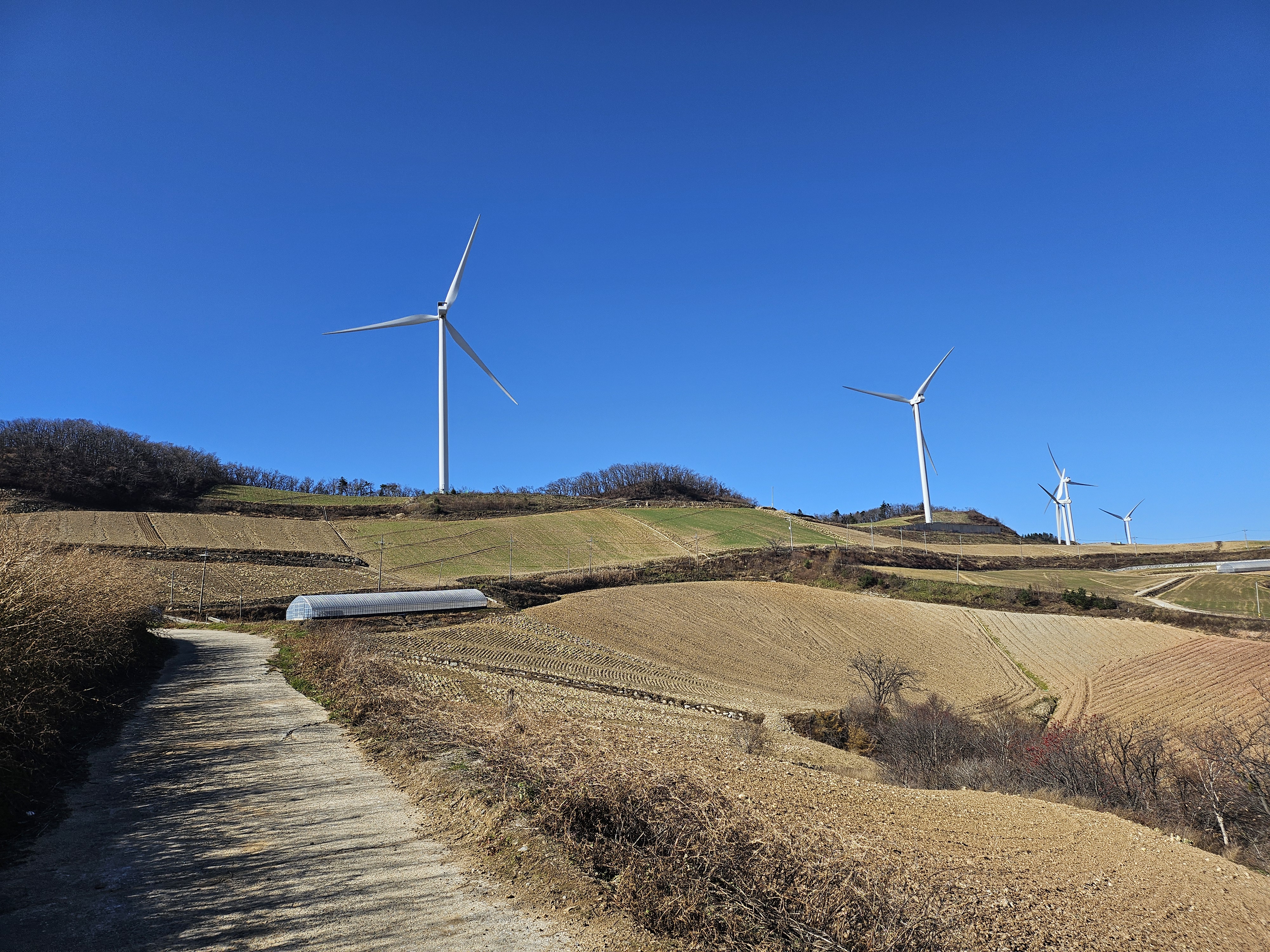 강릉 안반데기 배추밭
