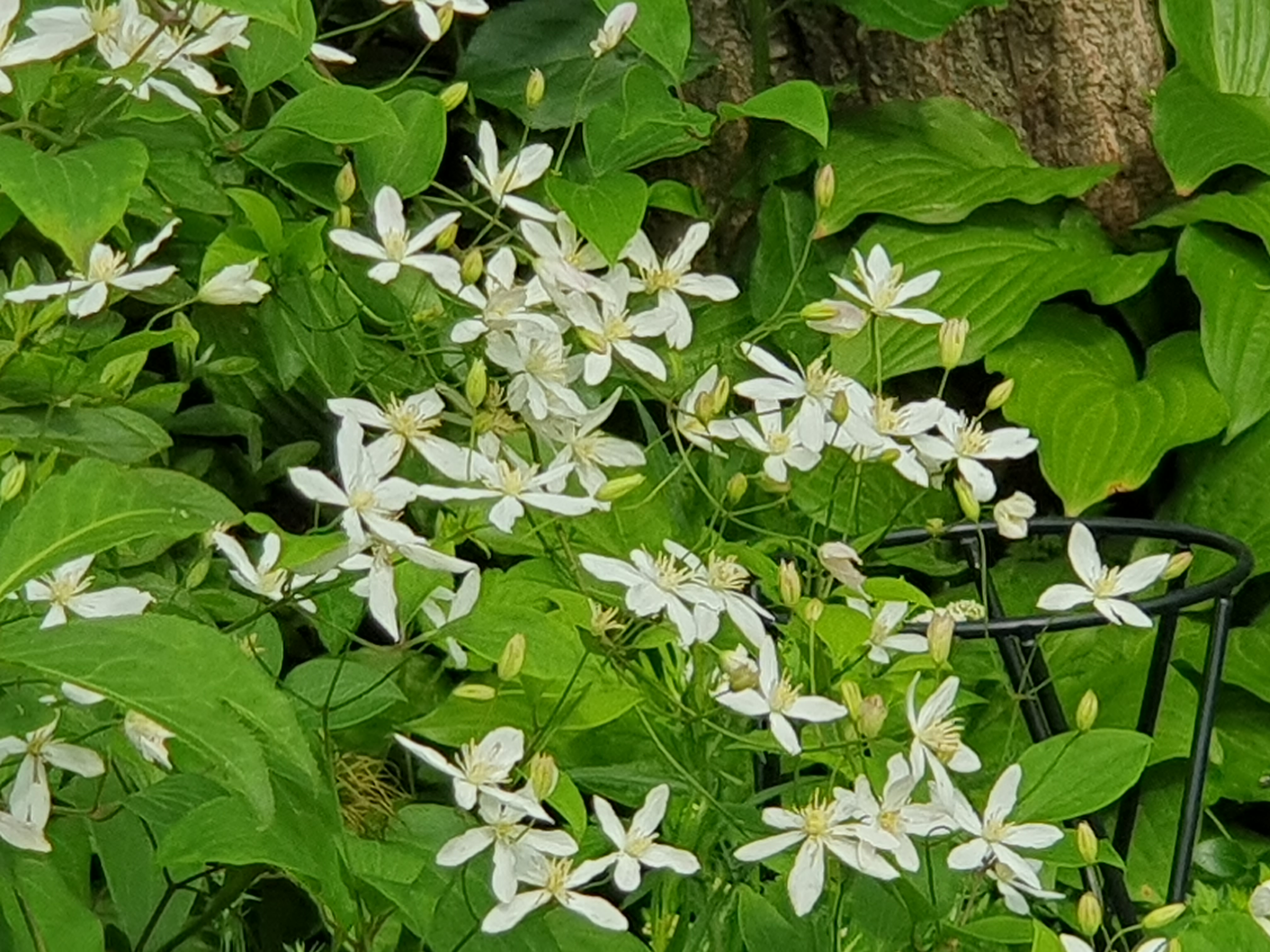 참으아리