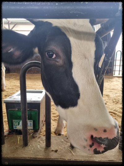 안성팜랜드 핑크뮬리&amp;#44;코스모스 가을 사진여행 추천합니다.