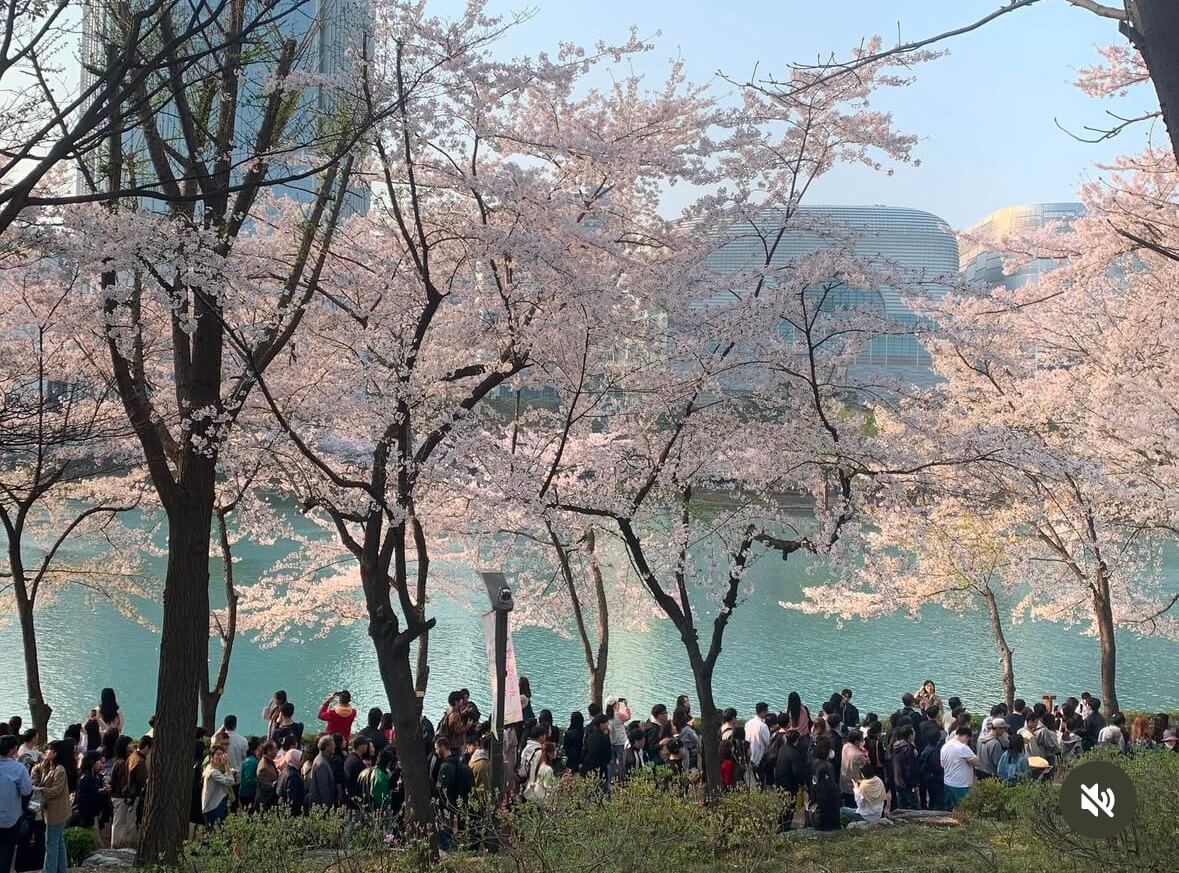 석촌호수 벚꽃 축제 일정