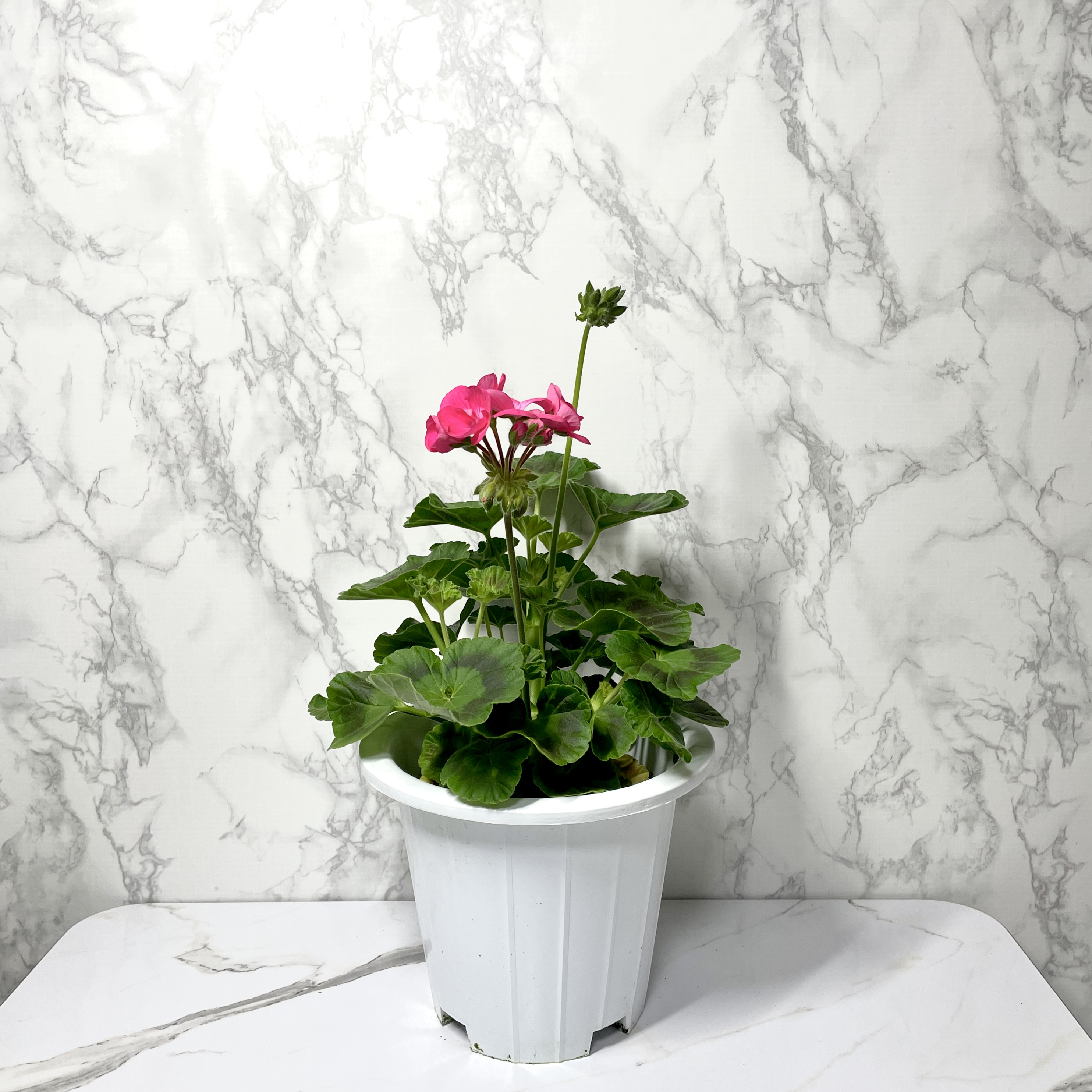 제라늄 키우기 종류 화분 꽃