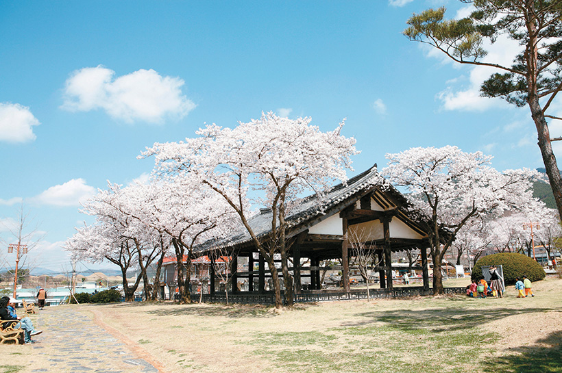 창녕 낙동강 유채꽃 축제 
