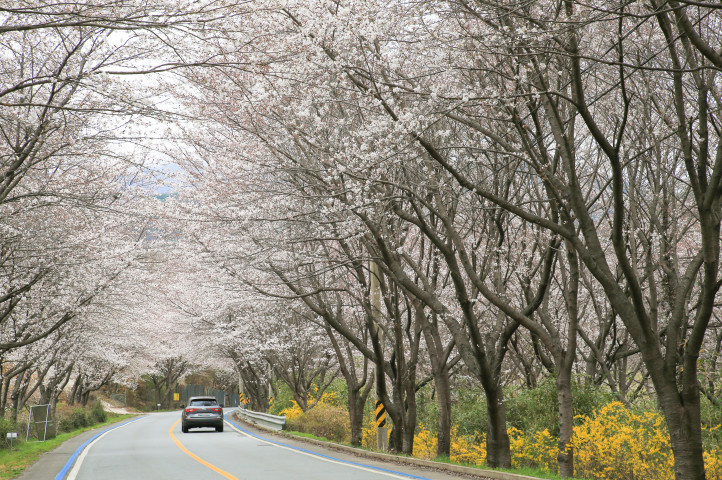 구례-300리-벚꽃축제