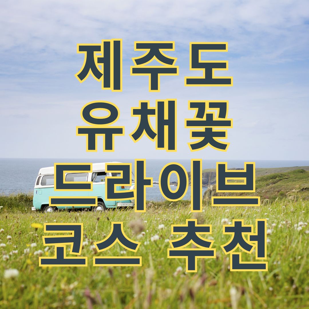 제주도 유채꽃 대표이미지