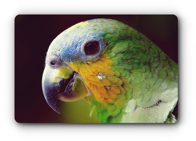 beak-image