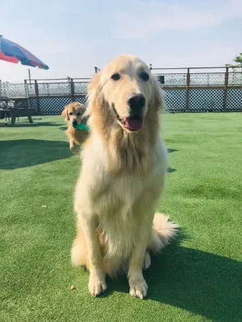 전 세계에서 가장 비싼 강아지 TOP20 몸값 높은 명품견 총정리 안내_7