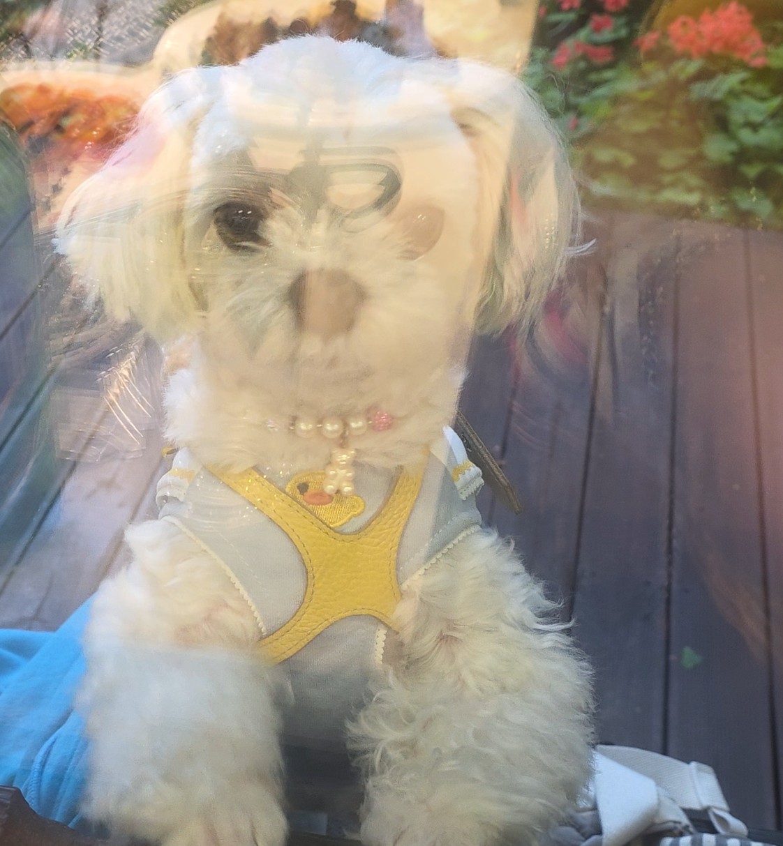 창 밖에서 기다리는 라떼