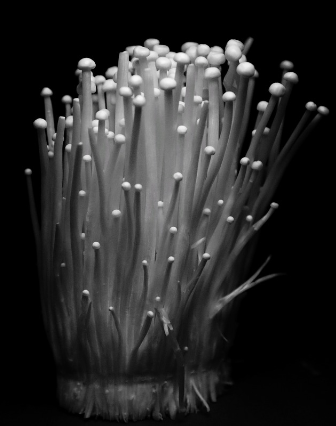 팽이버섯 관련 사진