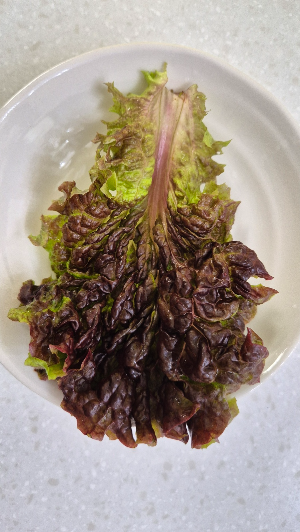 신선한 식감과 은은한 쌉싸름한 상추 알아보기