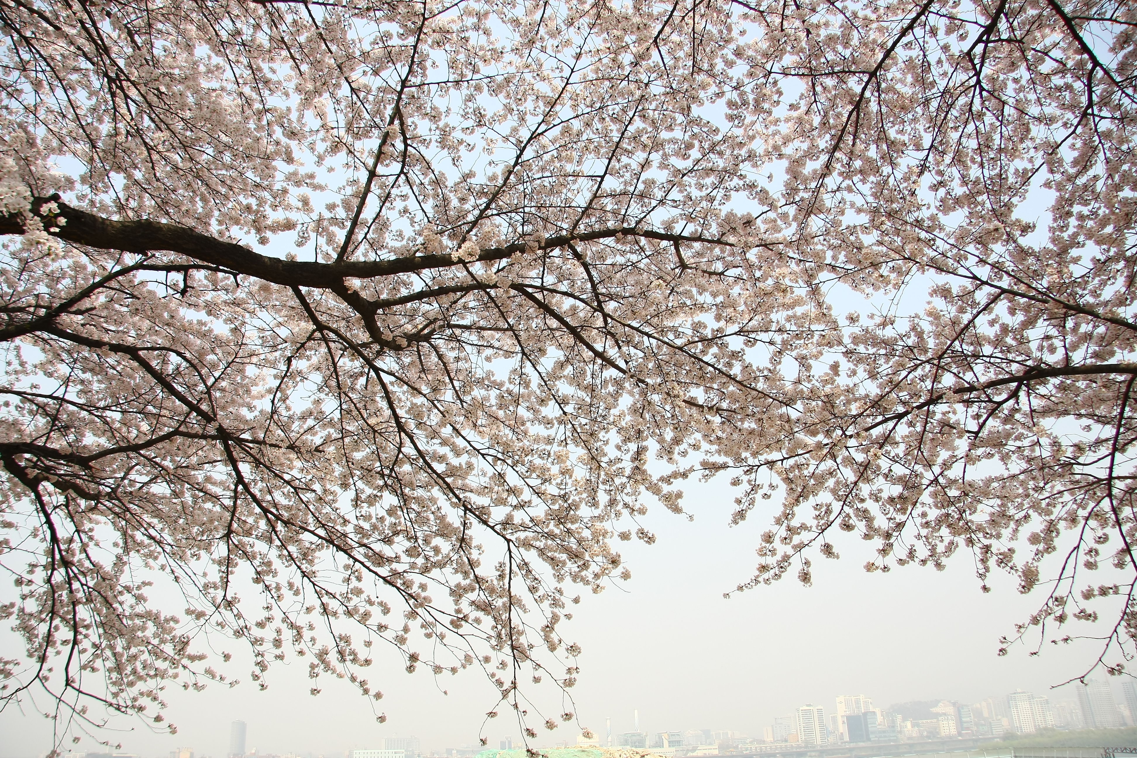 벚꽃 사진