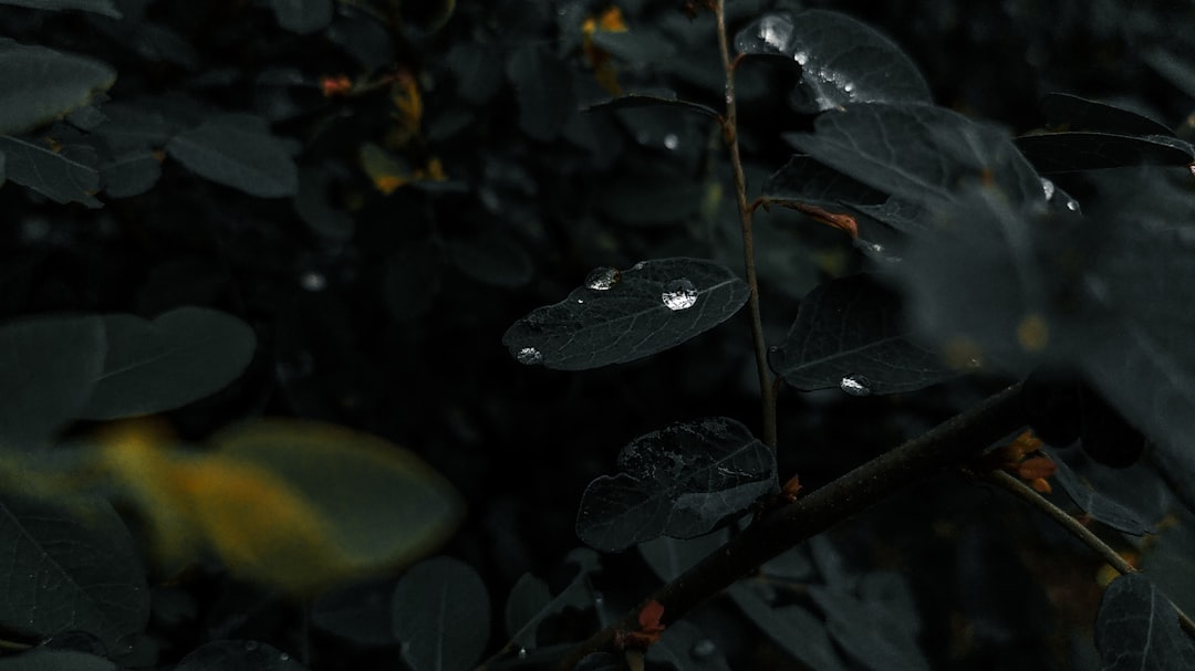 Adaptation