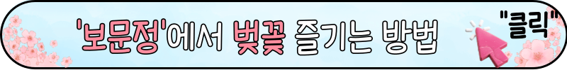 경주 벚꽃 명소