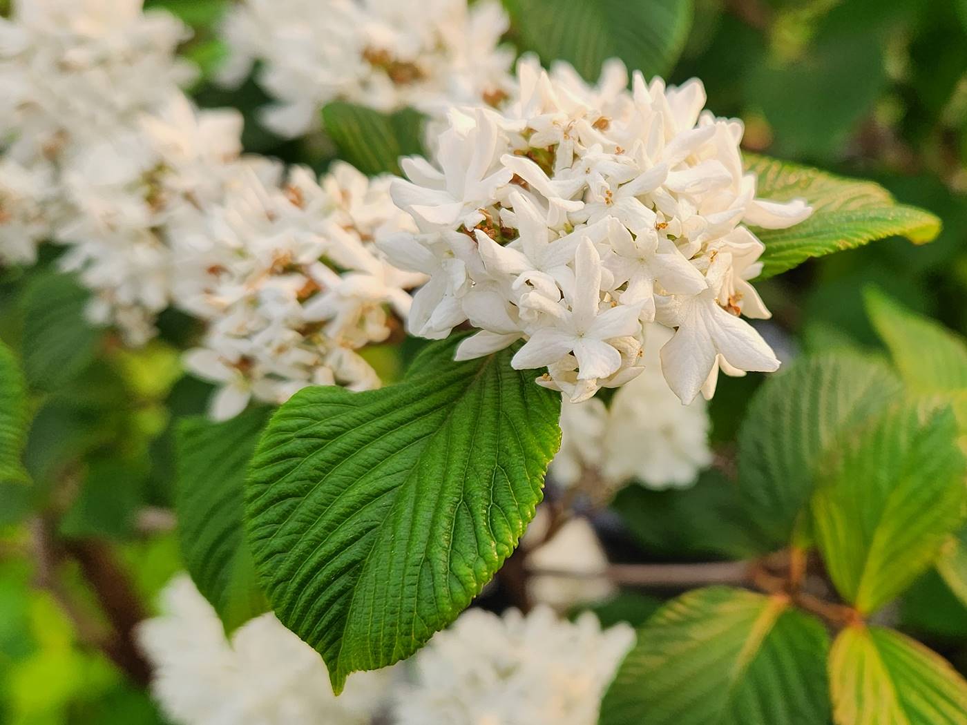 설구화(오데마리)