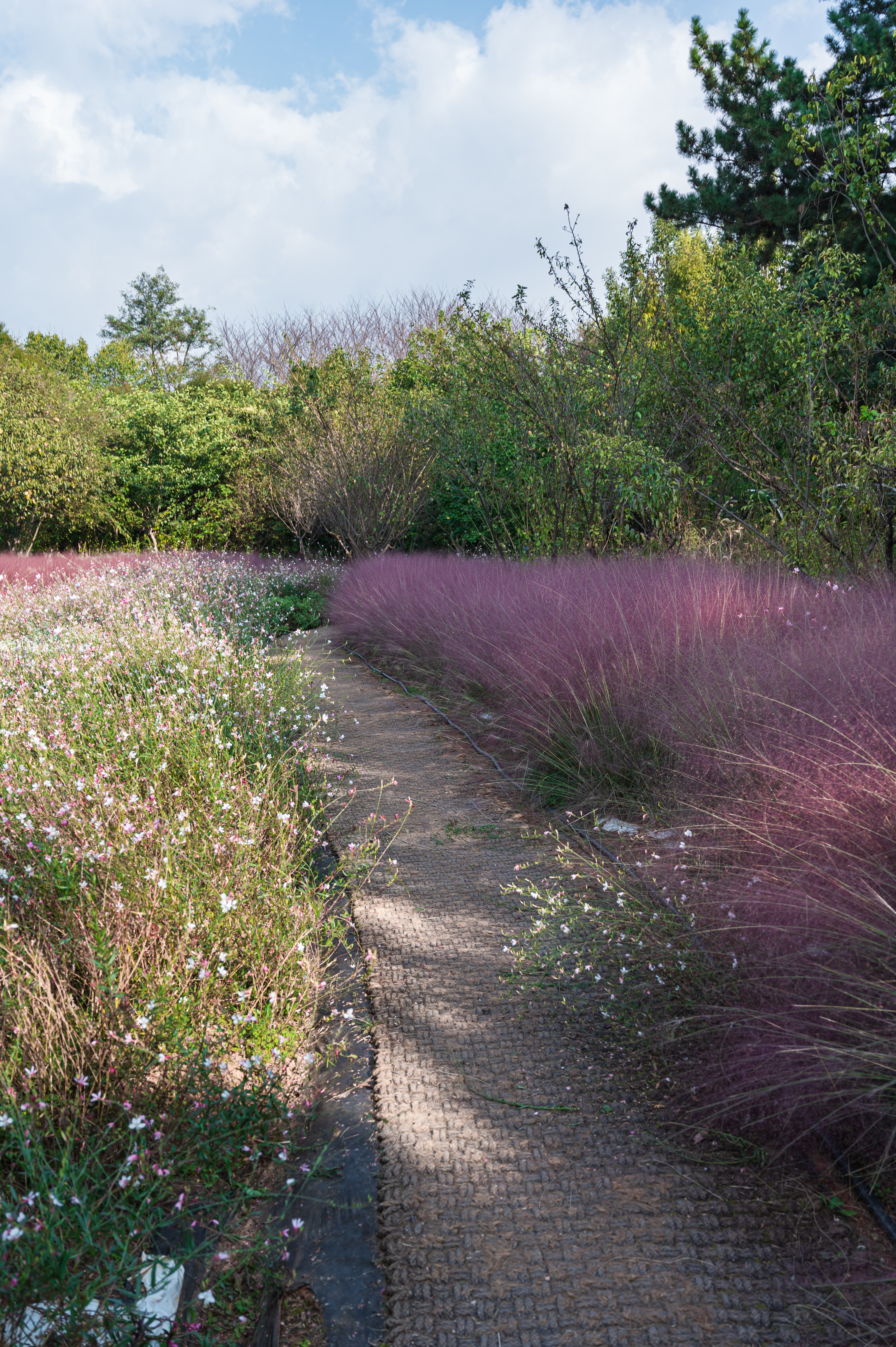 ์ ํฅ ๊ทผ๋ฆฐ ๊ณต์ ๋๋ ๊ธธ