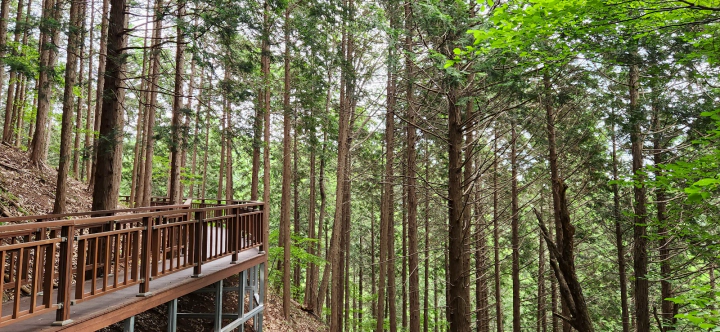 편백나무 성지, 장성 치유의숲 오르는 길. 모암 주차장 출발