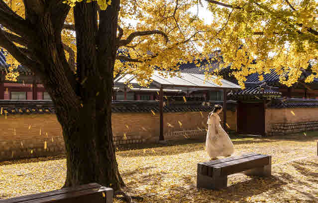 도심 내에 있는 경복궁, 노란 은행 나무 아래에 한복입은 여자가 거니는 모습 촬영 사진
