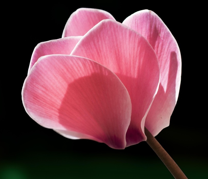 겨울 꽃 시클라멘