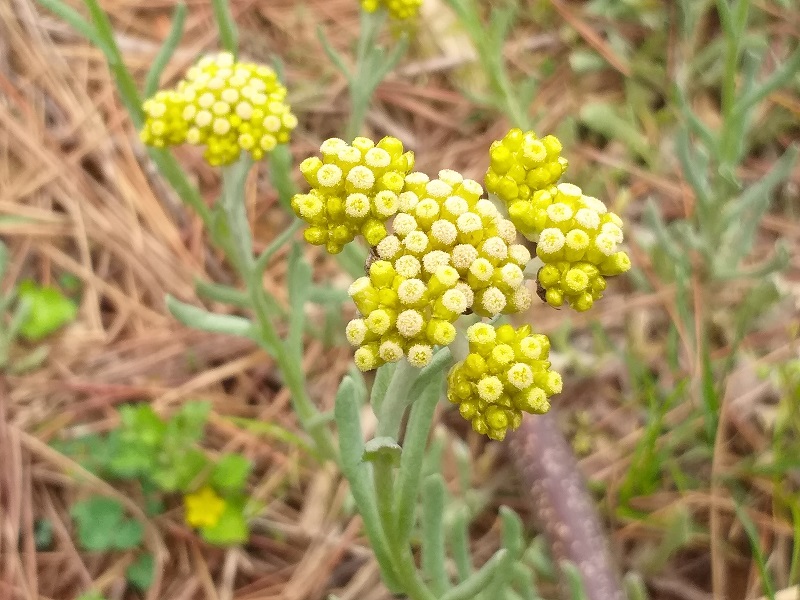 천왕산