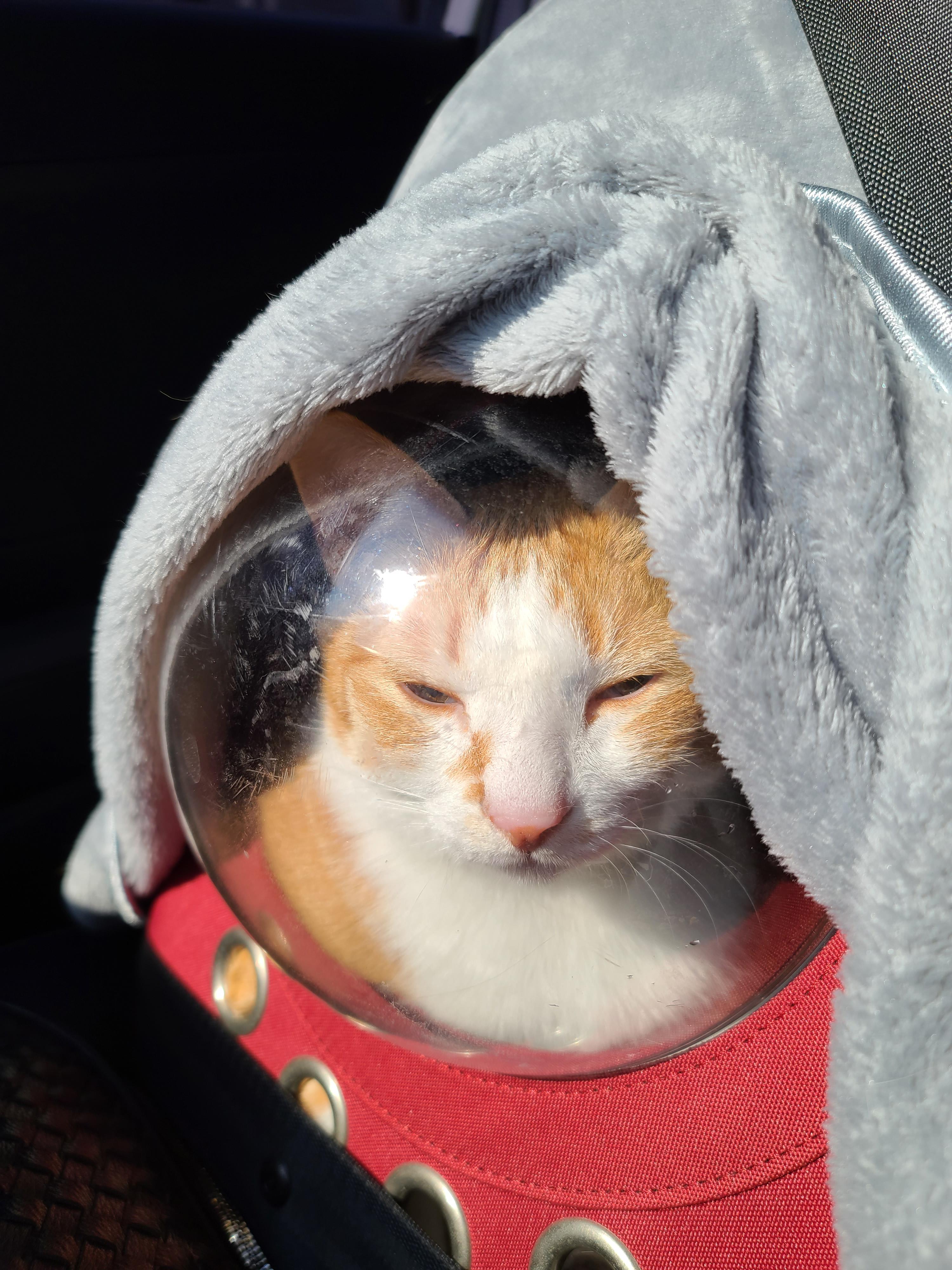 황달로 인한 호야의 입원. 고양이 황달. 