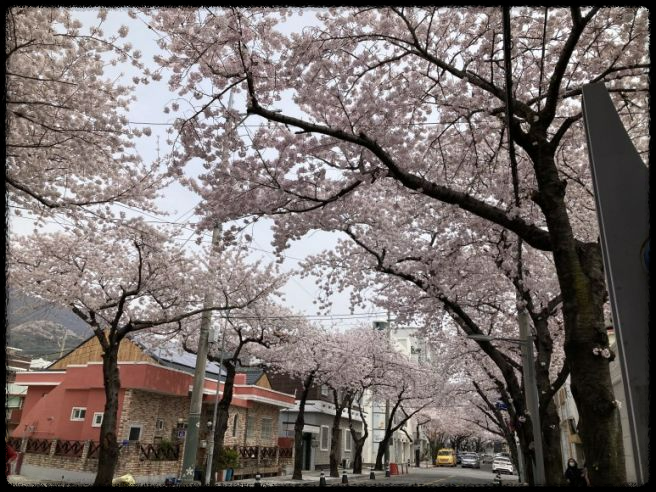 2025 진해 벚꽃 명소 BEST 7 - 인생샷 각도까지 알려드려요.