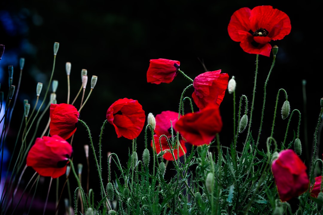 Poppy