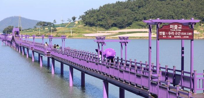 보라색 관광지 퍼플교