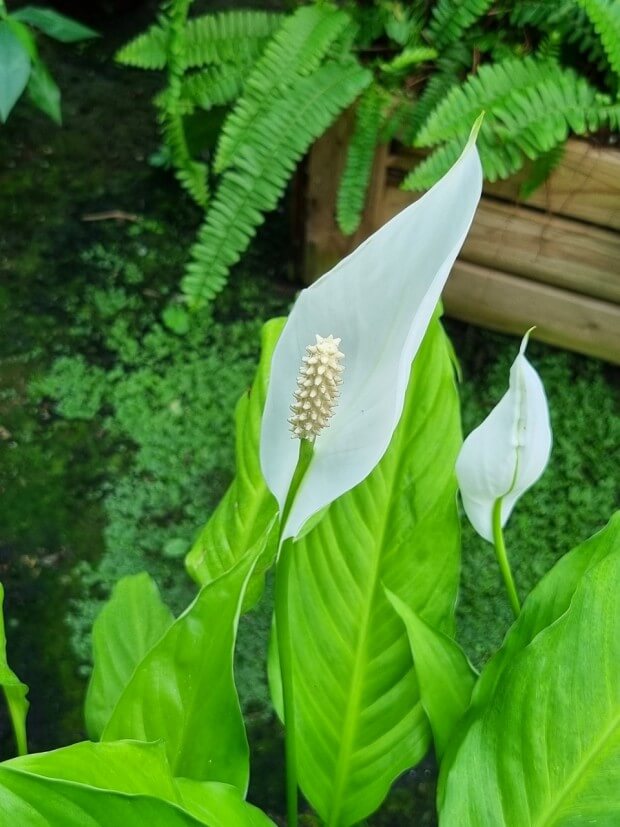 스파티필름 