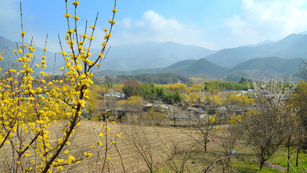 3월 봄꽃 축제 하는곳 봄꽃 여행지