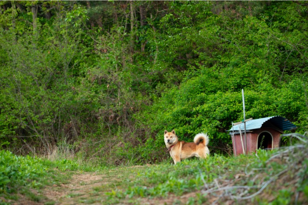 반려묘 실내생활 (생활환경, 스트레스, 놀이시간)
