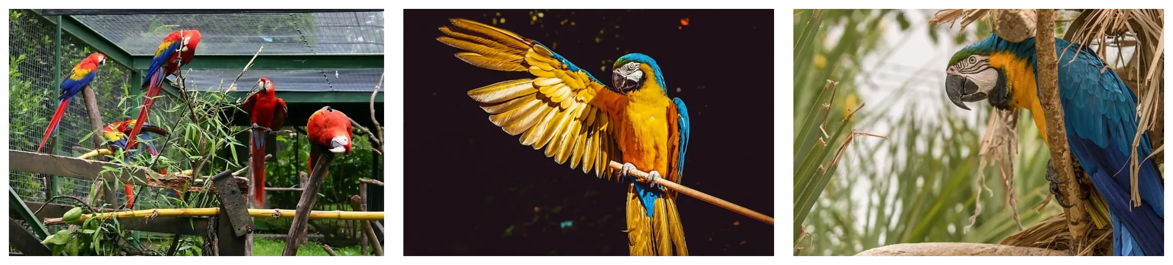 키우기 쉬울까? 앵무새 사육의 현실