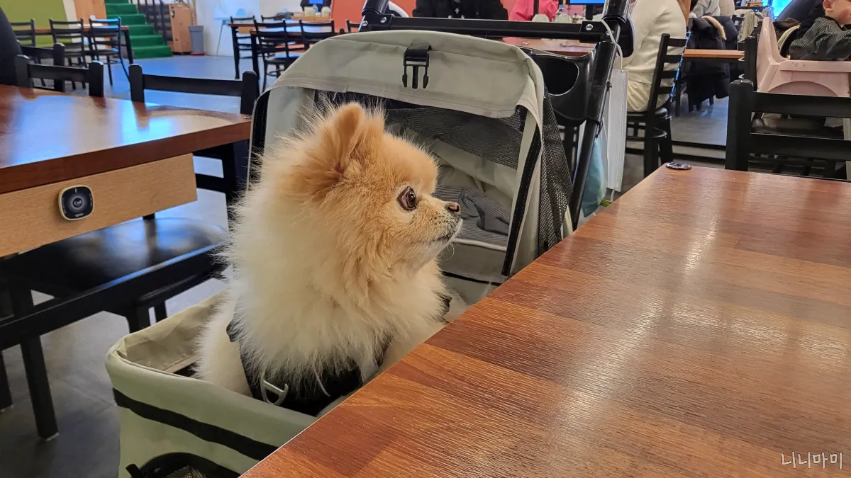 니니-기다리는강아지