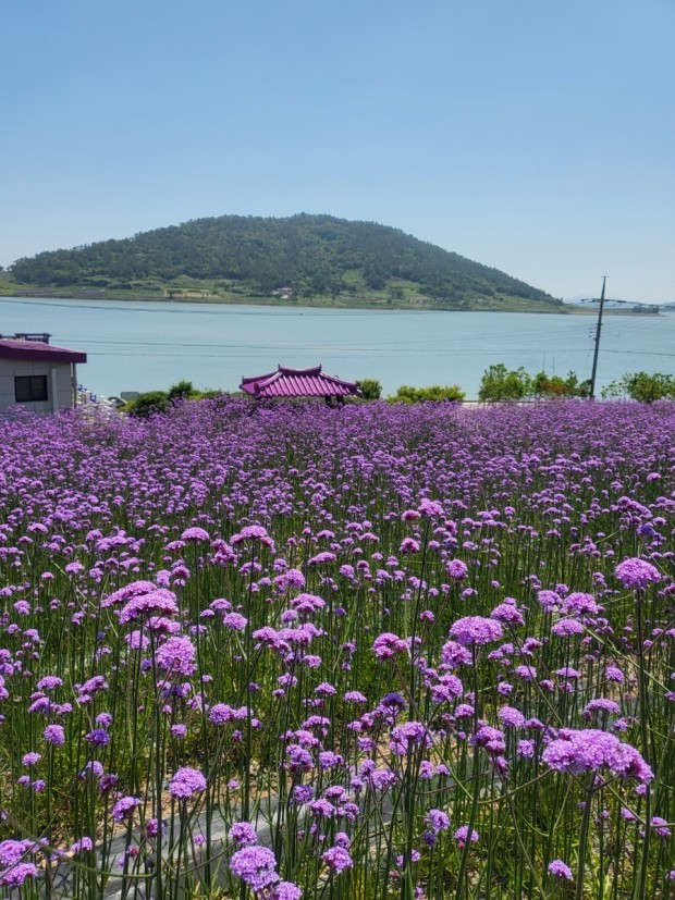 대한민국 문화의 달-자은도 피아노 축제-동백파마머리벽화-퍼플섬