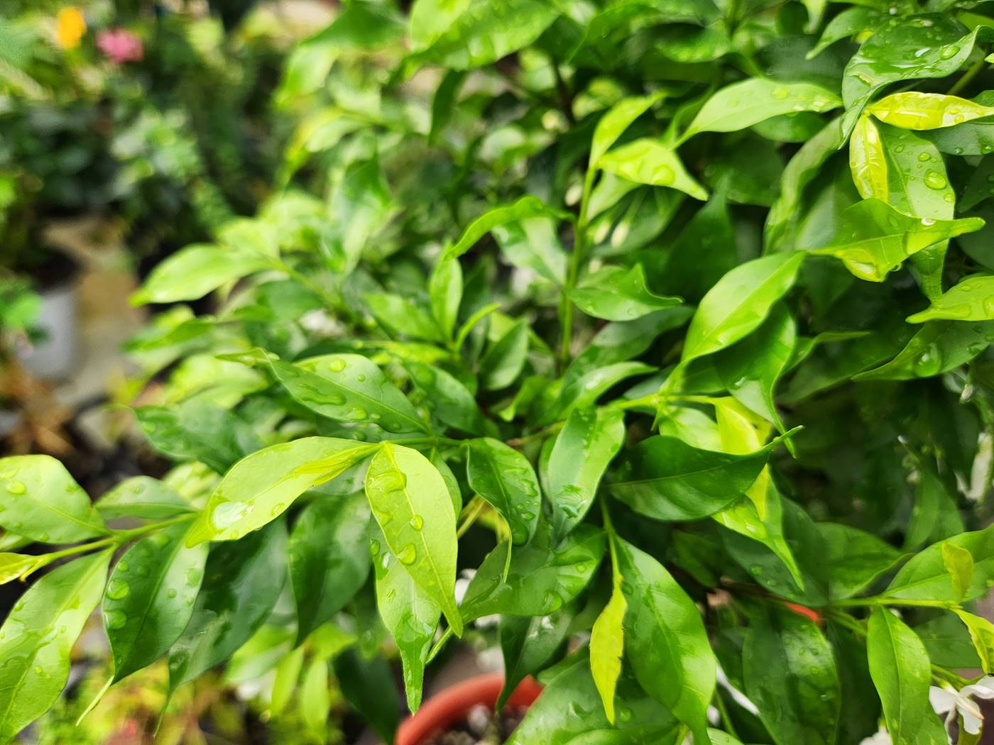 아기별자스민 Water Jasmine