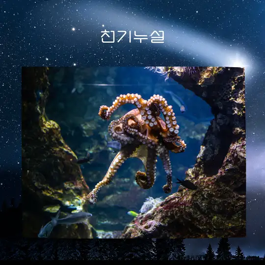문어 잡는 꿈