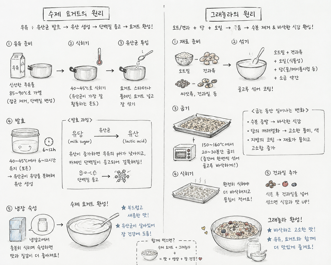 수제 요거트와 그래놀라의 조리 원리를 단계별로 설명한 정갈한 손그림 일러스트. 요거트의 발효 과정(우유 가열, 식히기, 유산균 투입, 발효, 냉장 숙성)과 그래놀라의 제조 과정(재료 섞기, 굽기, 식히기, 건과일 추가)이 조리 과학 원리와 함께 상세히 묘사된 이미지