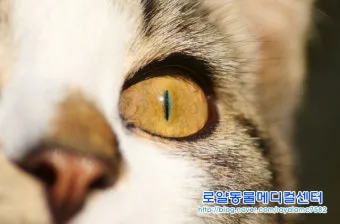 고양이 주요 눈 질환 7가지 증상 원인 치료법_8