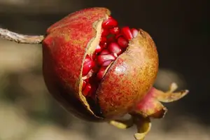 석류의 효능과 부작용