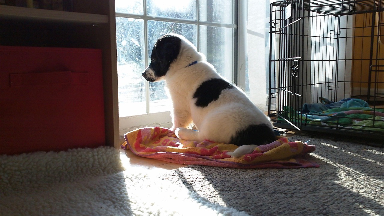 외로운 강아지 모습 사진