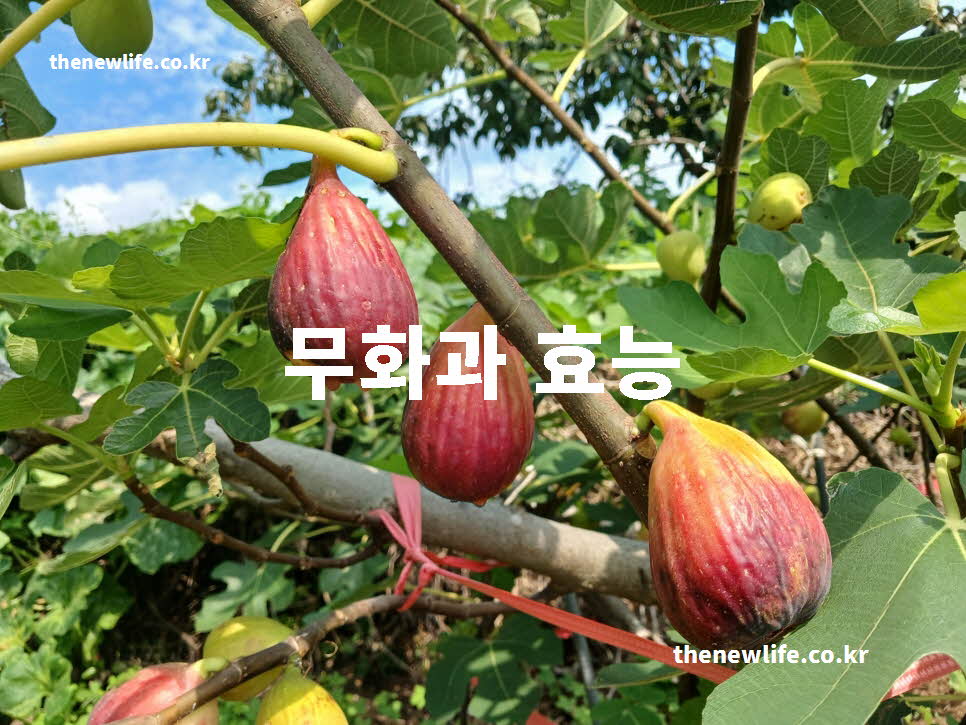 무화과 효능 대표 실사진