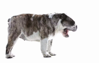 재채기중인 강아지