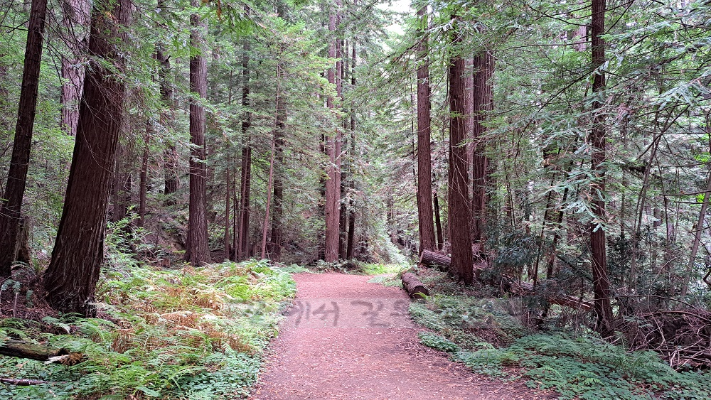 Purisima Creek Redwoods Open Space Preserve