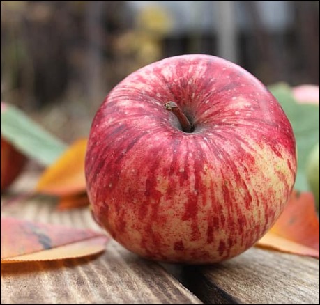 사과초모식초 효능-9