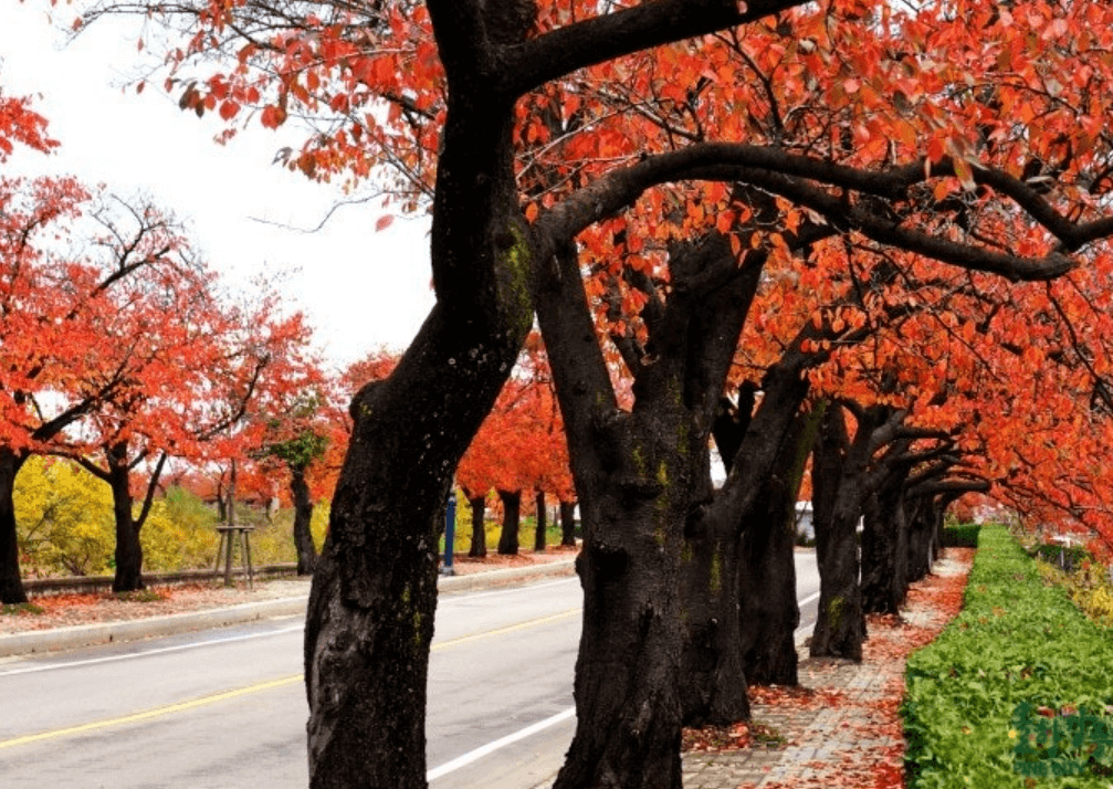 강릉 경포대 단풍