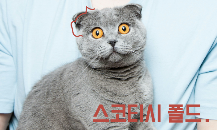 고양이-유전병