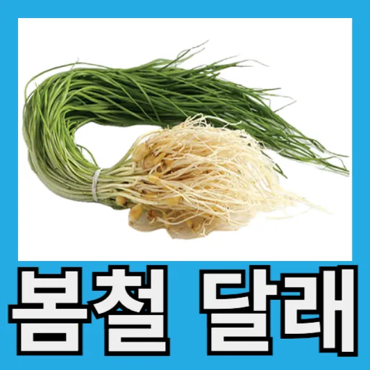 봄 제철 음식 달래 효능 먹는법 달래 보관방법 달래버터