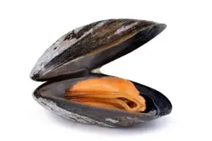 조개