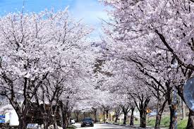 여의도 벚꽃 축제 관련 사진