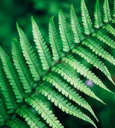 고사리 효능과 부작용 고르는법 칼로리